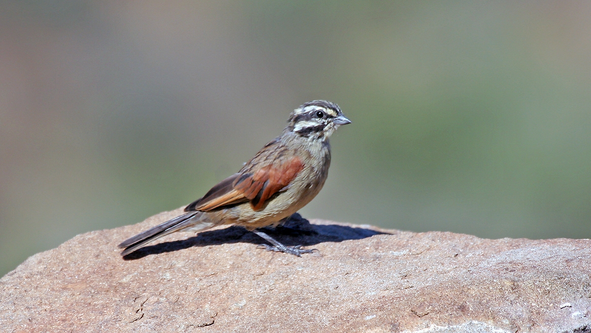 Cape Bunting [Emberiza capensis cinnamomea]