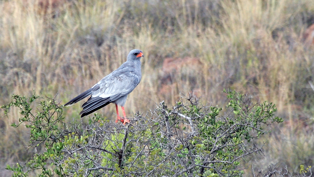 Pale Chanting Goshawk [Melierax canorus canorus]