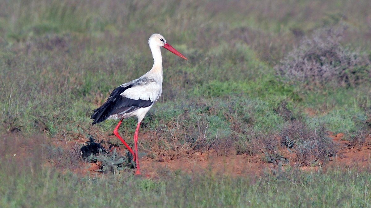 White Stork [Ciconia ciconia ciconia]