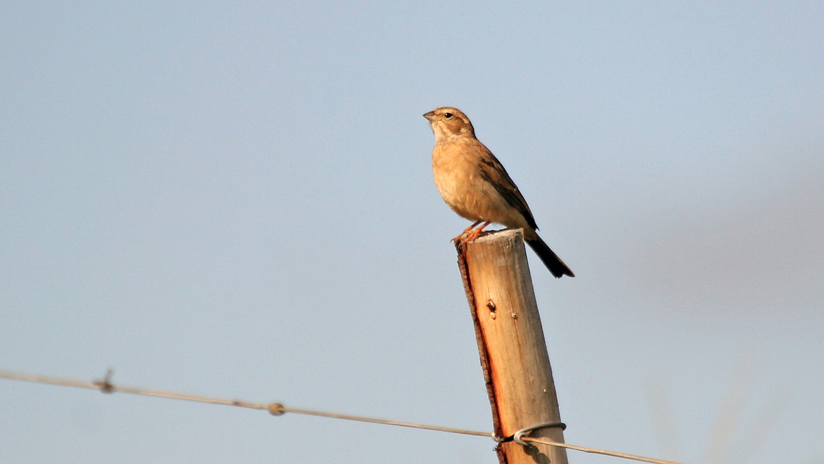 Lark-like Bunting [Emberiza impetuani sloggetti]