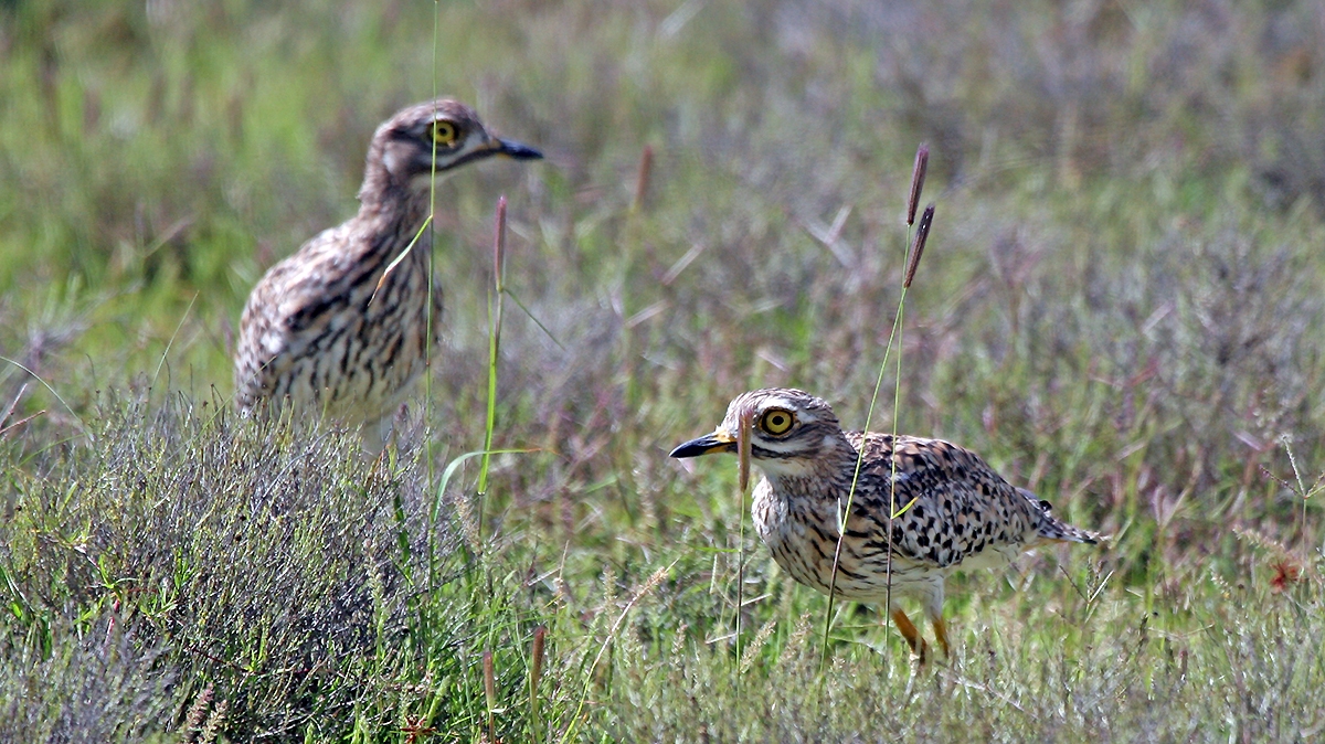 Spotted Thick-knee [Burhinus capensis capensis]