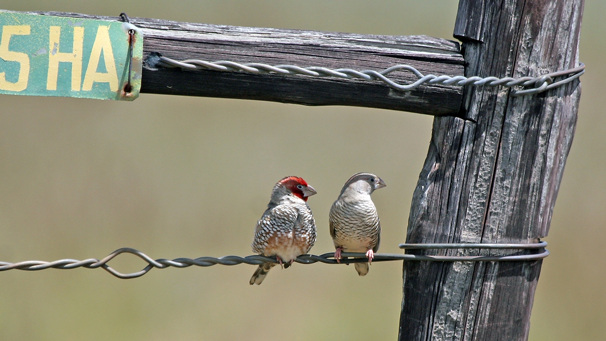 Red-headed Finch [Amadina erythrocephala]
