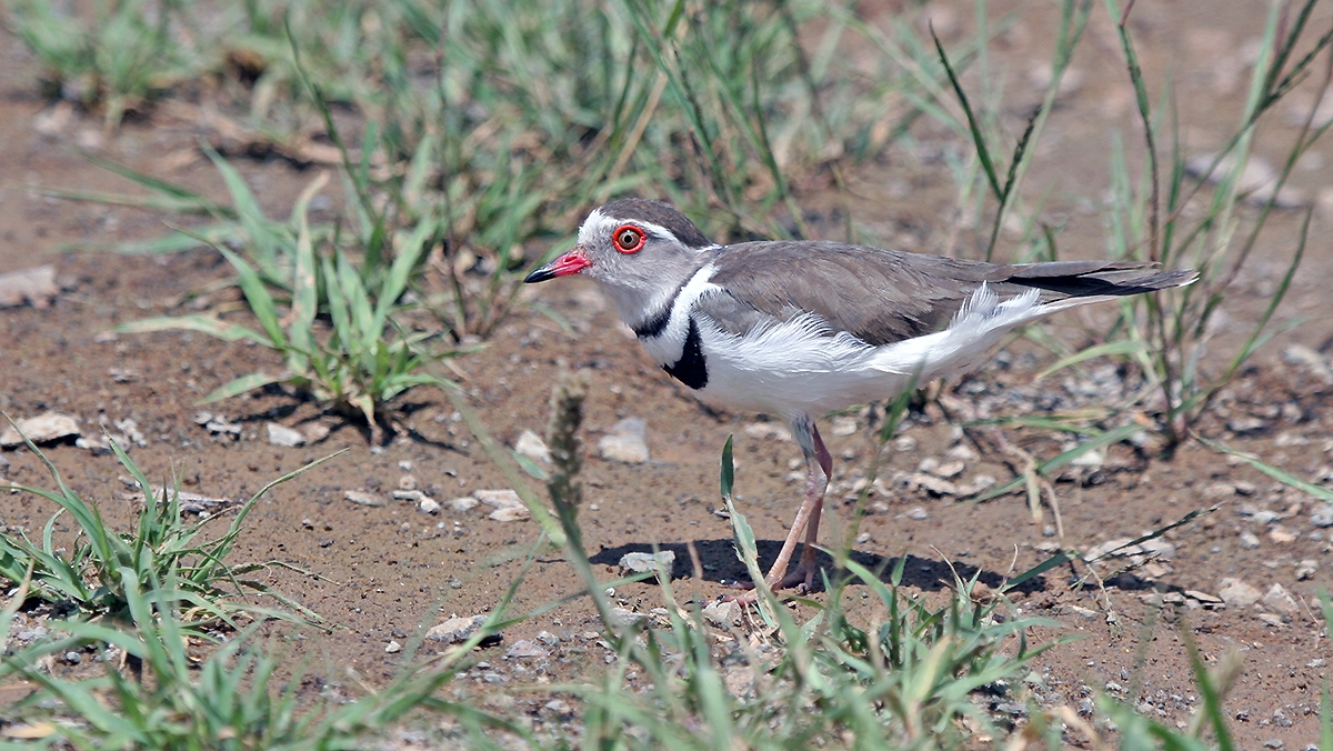 Three-banded Plover [Charadrius tricollaris tricollaris]