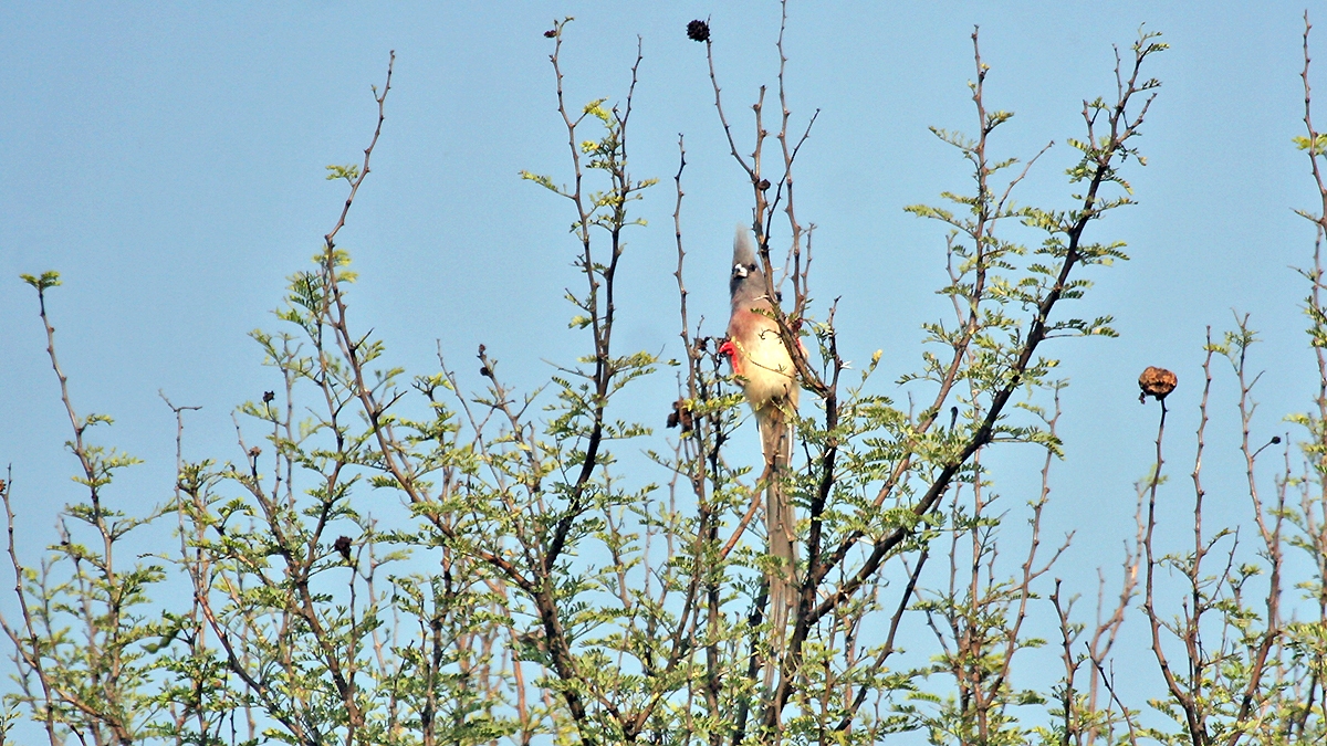 White-backed Mousebird [Colius colius colius]
