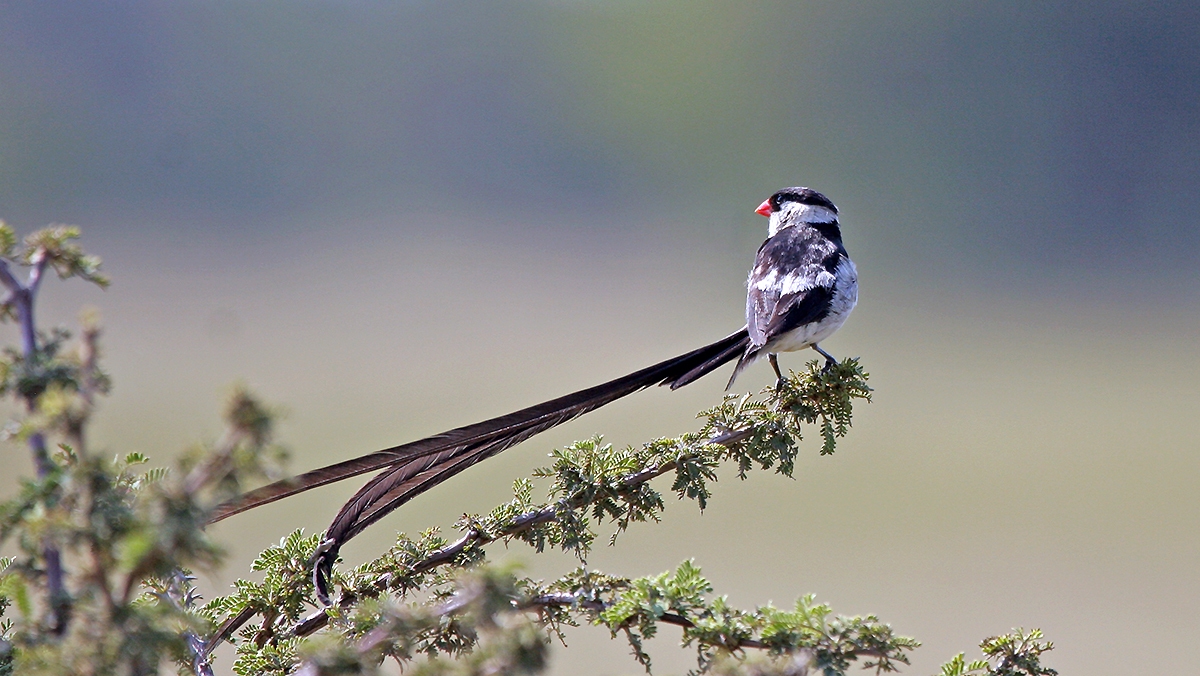 Pin-tailed Whydah [Vidua macroura]