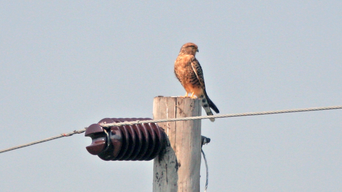 Greater Kestrel [Falco rupicoloides]