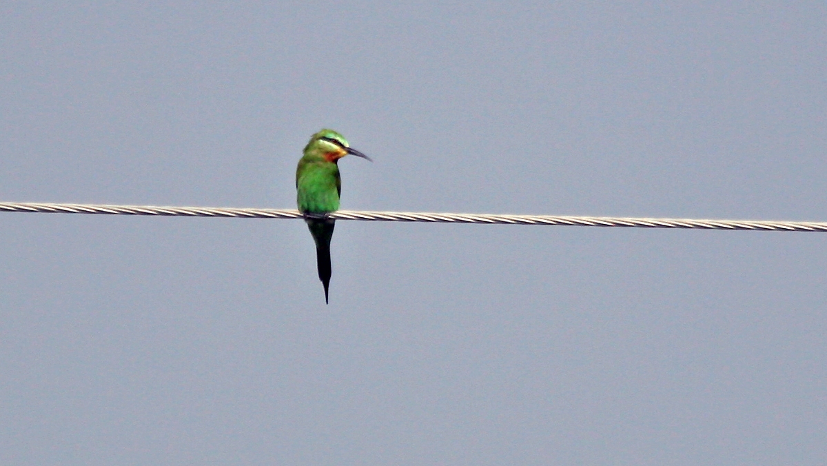 Blue-cheeked Bee-eater [Merops persicus persicus]