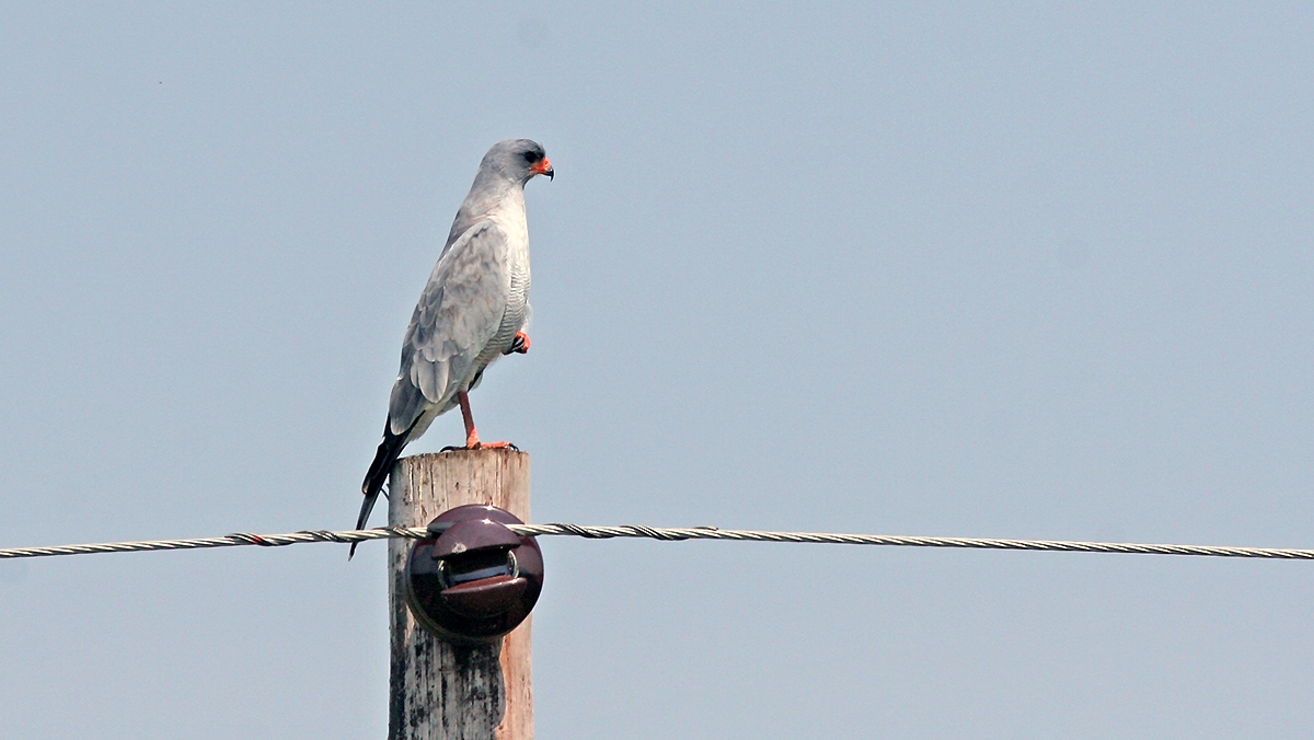 Pale Chanting Goshawk [Melierax canorus argentior]