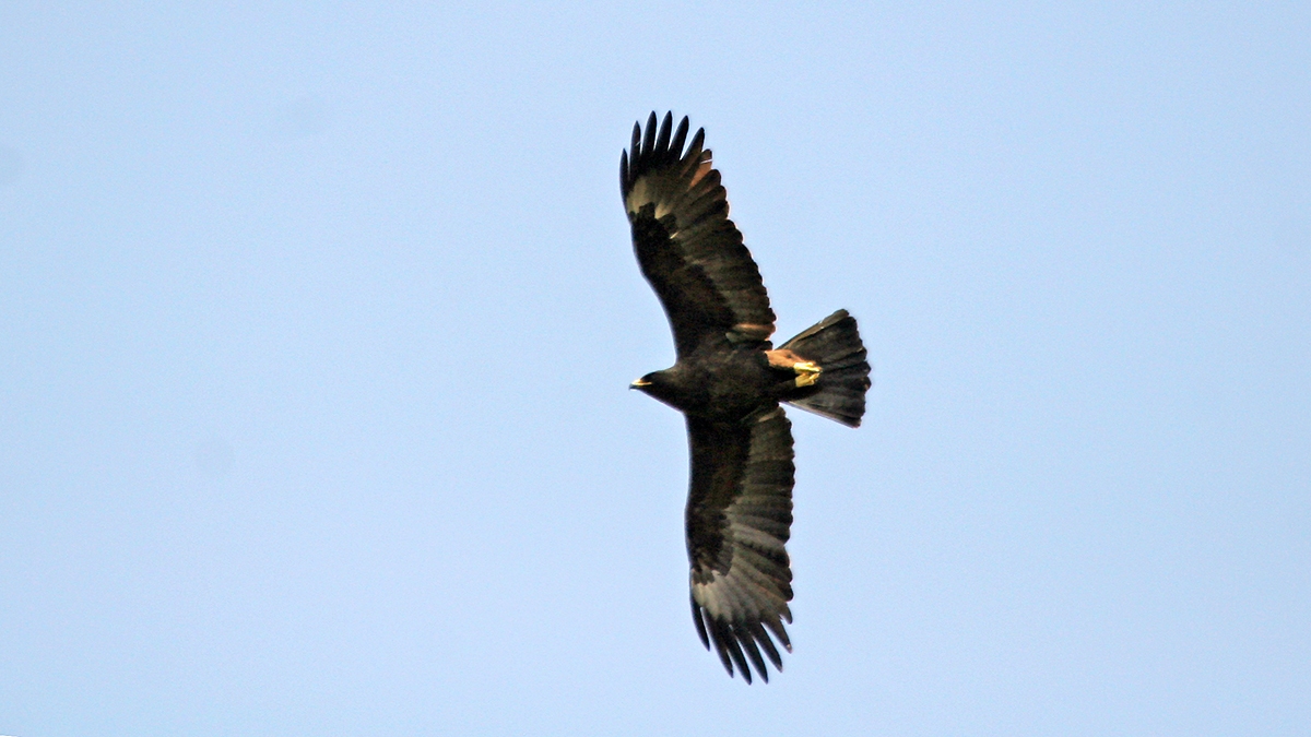 Wahlberg's Eagle [Hieraaetus wahlbergi]