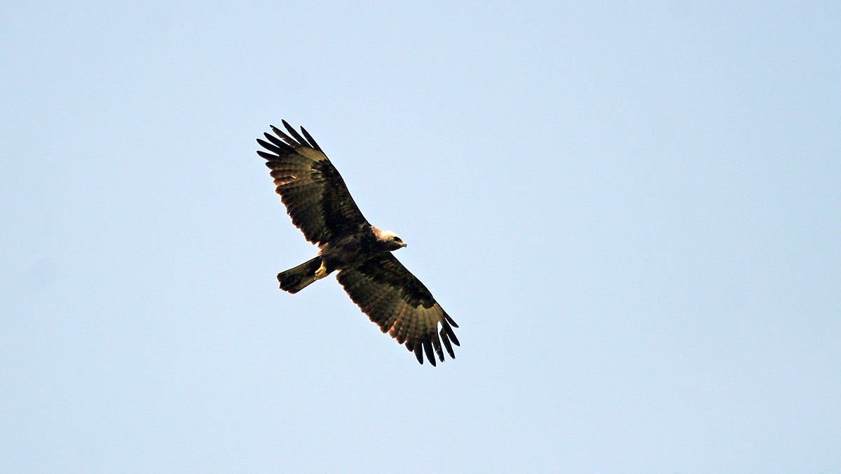 Wahlberg's Eagle [Hieraaetus wahlbergi]