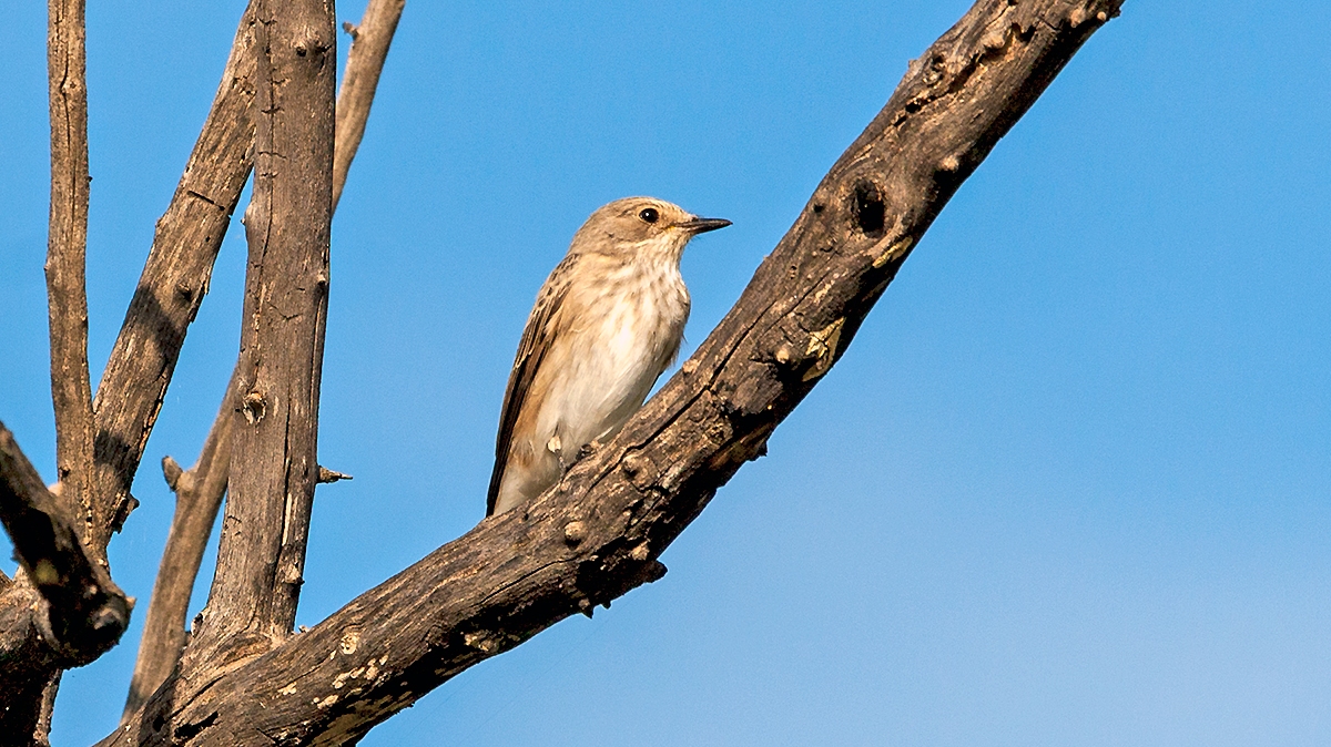 Spotted Flycatcher [Muscicapa striata]