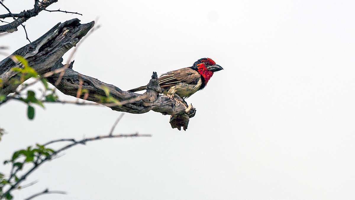 Black-collared Barbet [Lybius torquatus torquatus]
