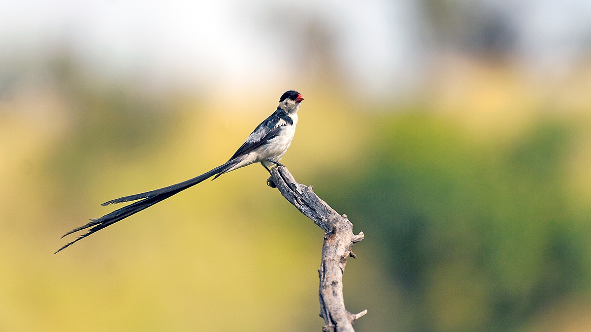 Pin-tailed Whydah [Vidua macroura]