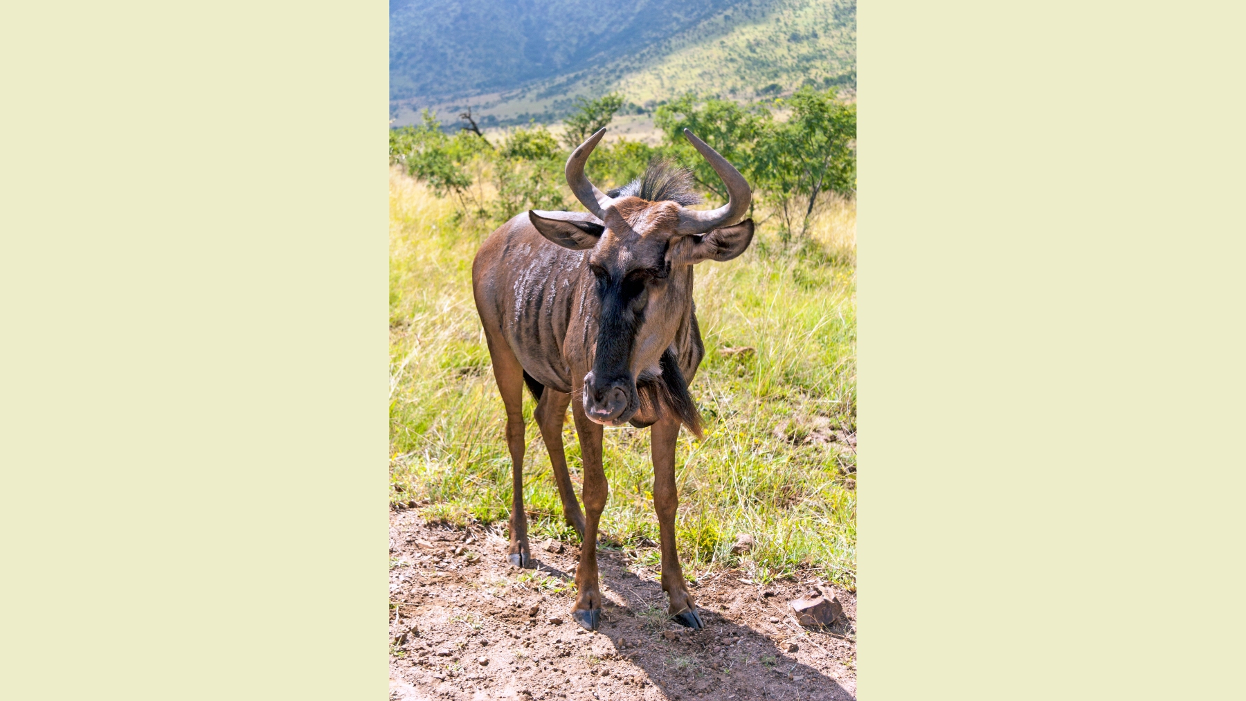 Blue Wildebeest [Connochaetes taurinus taurinus]
