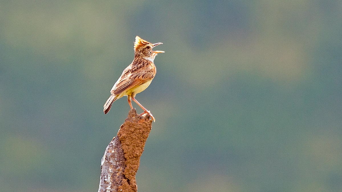 Rufous-naped Lark [Corypha africana transvaalensis]