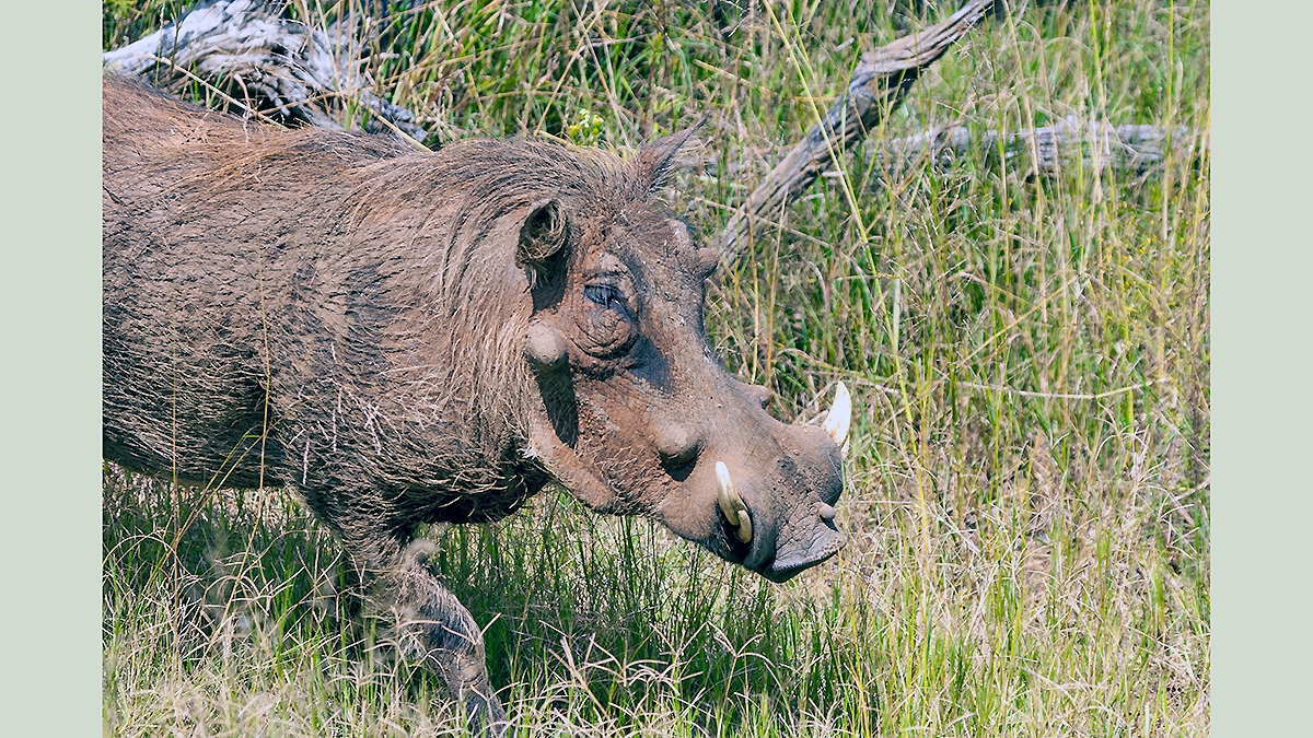 Common Warthog [Phacochoerus africanus sundlii]