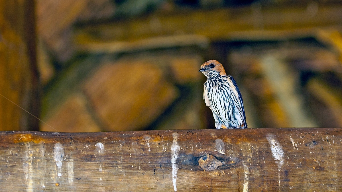 Lesser Striped Swallow [Cecropis abyssinica unitatis]