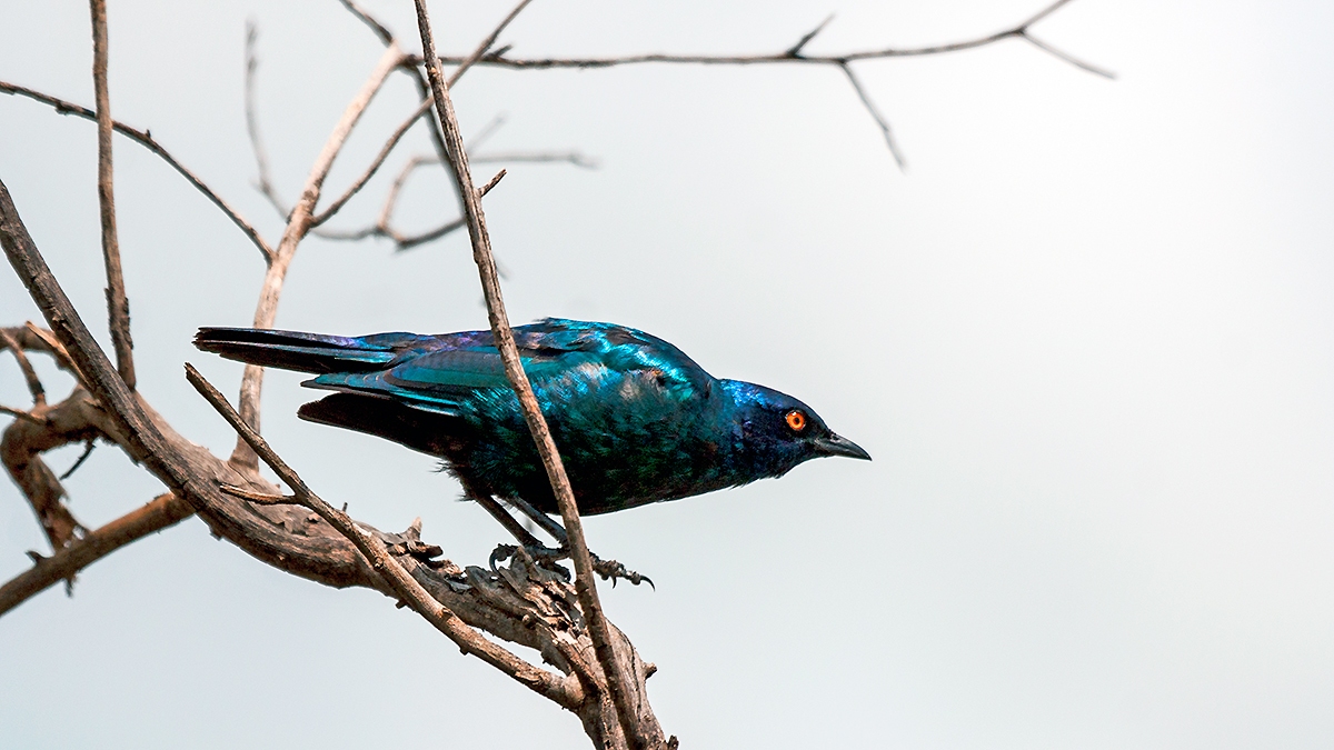 Cape Starling [Lamprotornis nitens]