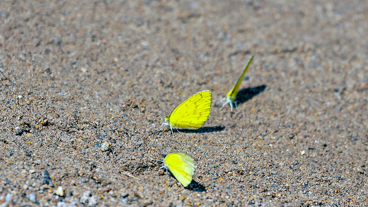 Broad-bordered Grass Yellow [Eurema brigitta brigitta]