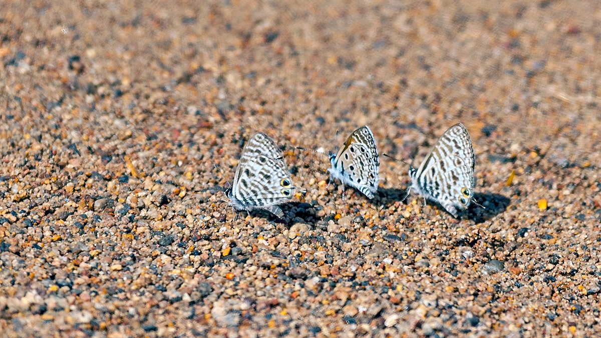 Common Zebra Blue [Leptotes pirithous]