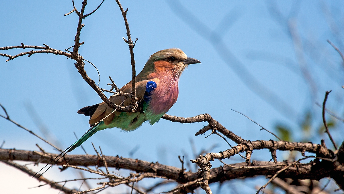 Lilac-breasted Roller [Coracias caudatus caudatus]