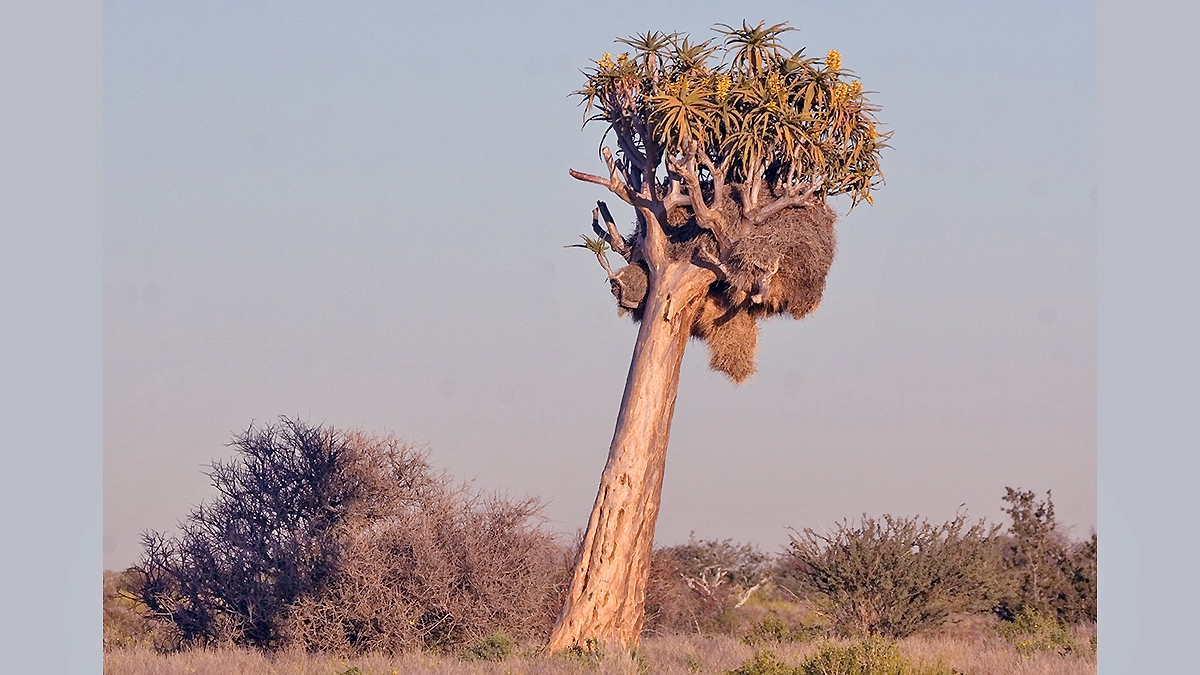 Quiver Tree [Aloidendron dichotomum]