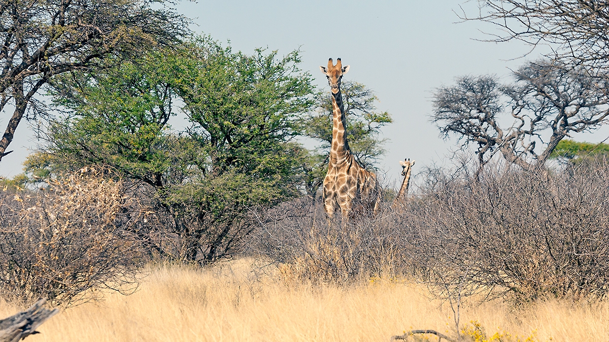 Southern Giraffe [Giraffa giraffa]