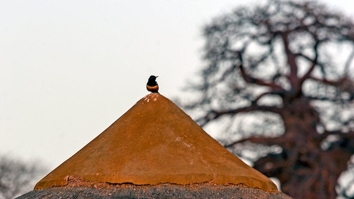 Mocking Cliff Chat [Thamnolaea cinnamomeiventris autochthones]