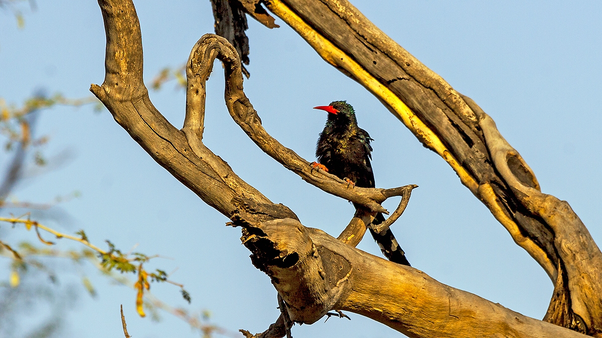 Green Wood Hoopoe [Phoeniculus purpureus marwitzi]