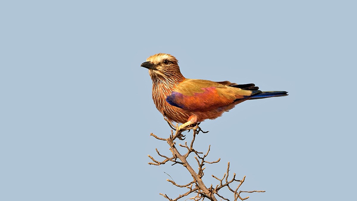 Purple Roller [Coracias naevius mosambicus]