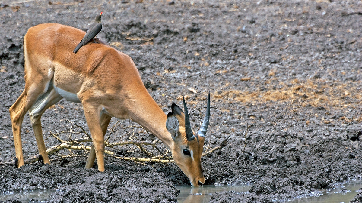 Impala [Aepyceros melampus melampus]