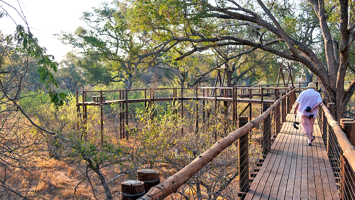Aerial boardwalk in Mapungubwe National Park