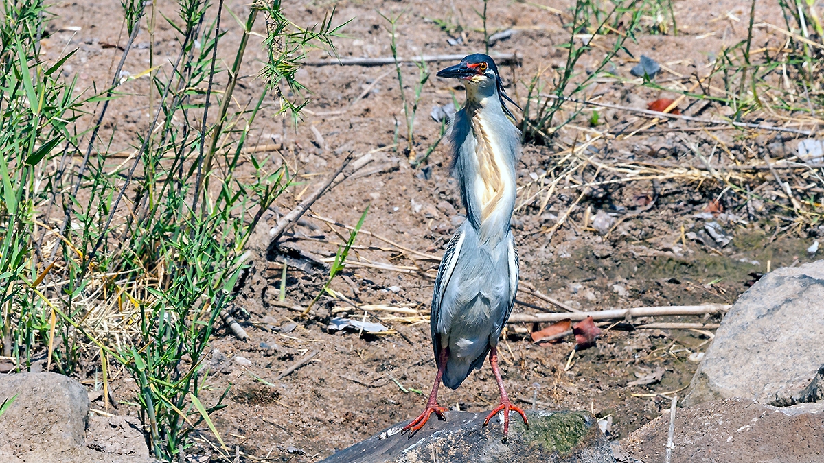 Little Heron [Butorides atricapilla atricapilla]