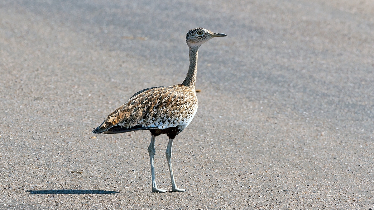 Red-crested Korhaan [Lophotis ruficrista ruficrista]