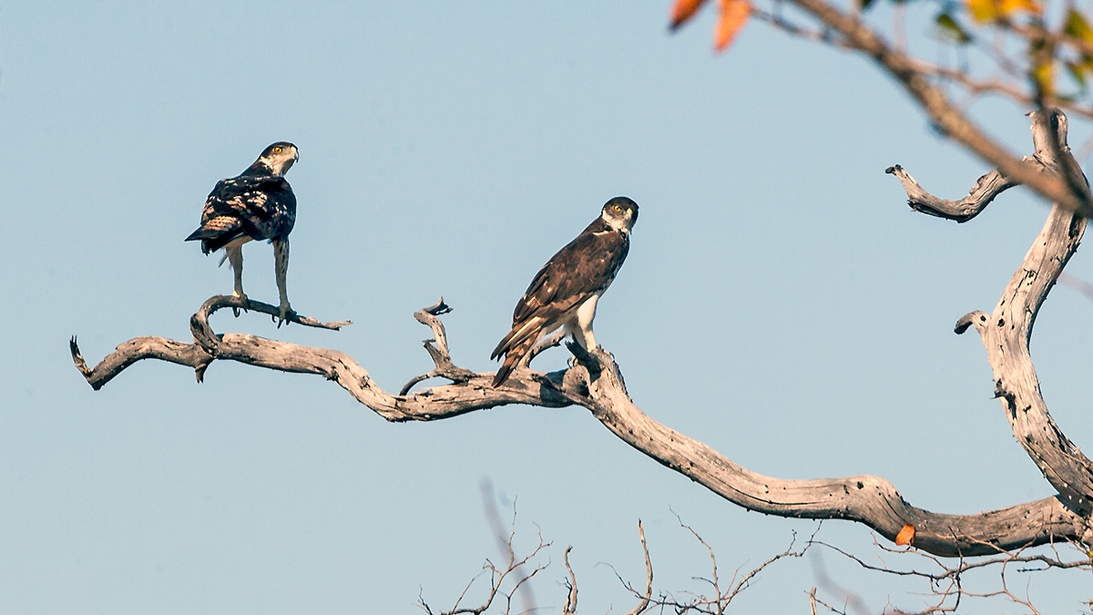 African Hawk-Eagle [Aquila spilogaster]