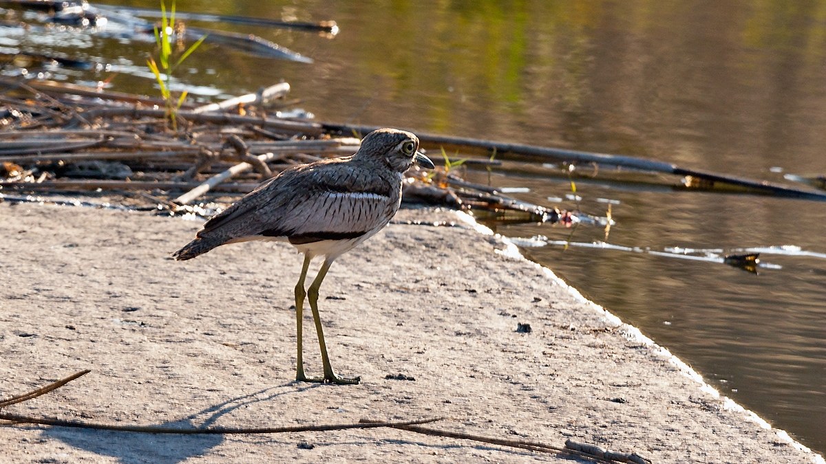 Water Thick-knee [Burhinus vermiculatus vermiculatus]