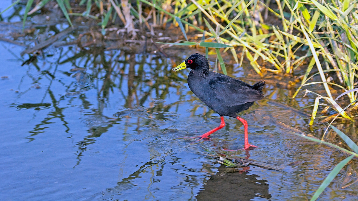 Black Crake [Zapornia flavirostra]