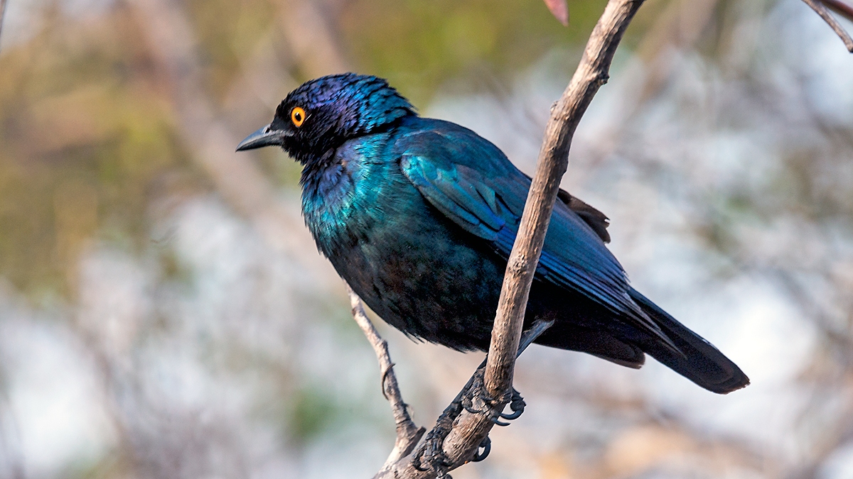 Cape Starling [Lamprotornis nitens]