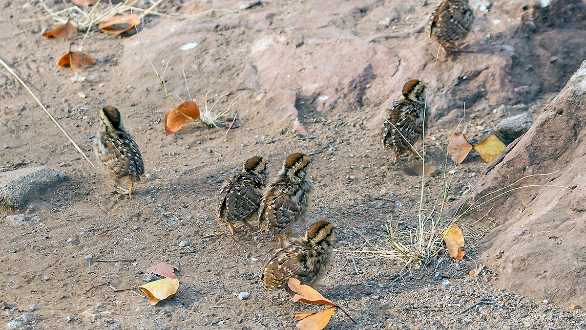 Natal Spurfowl [Pternistis natalensis natalensis]