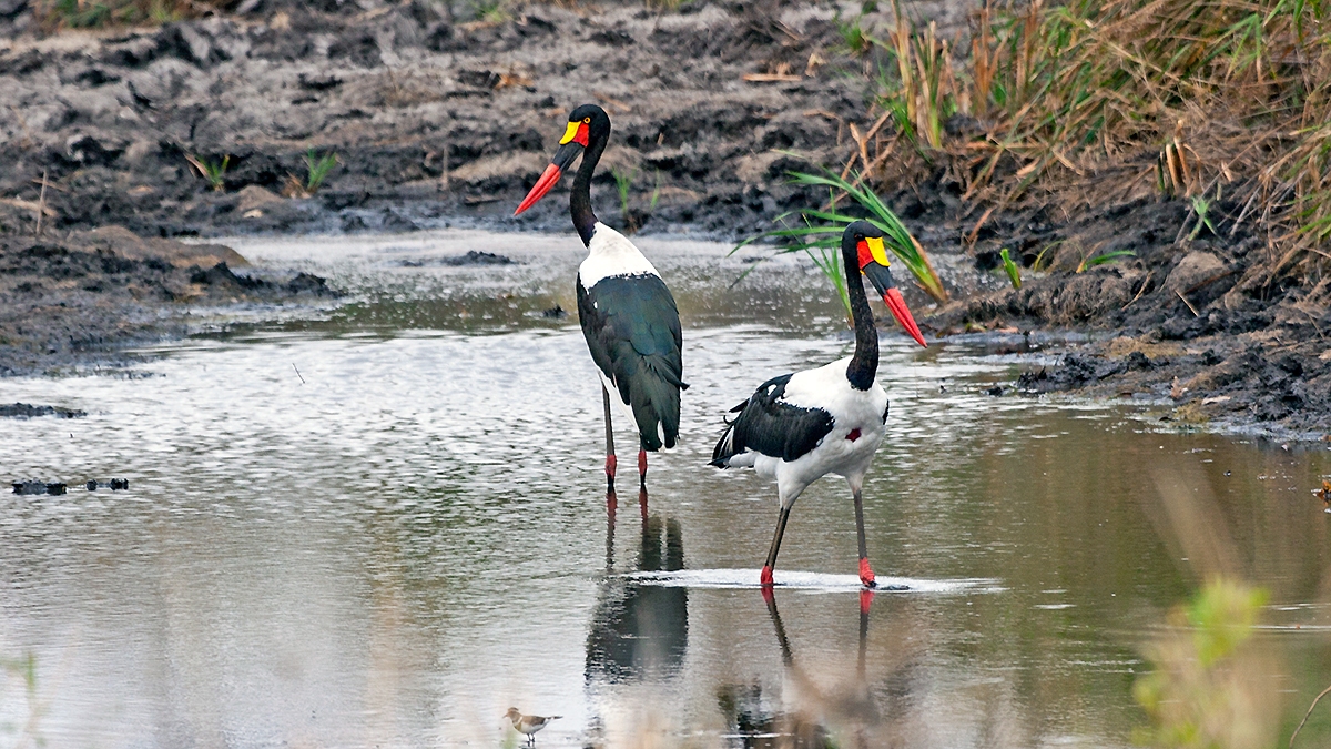 Saddle-billed Stork [Ephippiorhynchus senegalensis]