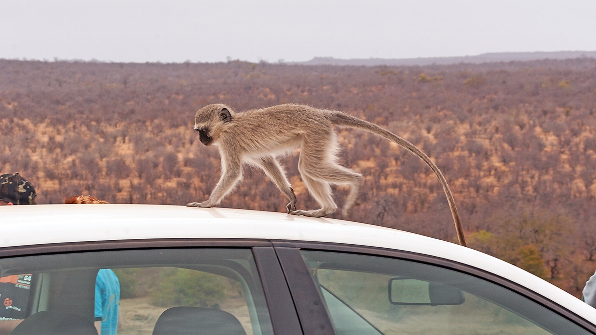 Vervet Monkey [Chlorocebus pygerythrus pygerythus]