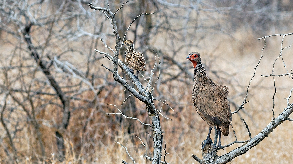 Swainson's Spurfowl [Pternistis swainsonii swainsonii]
