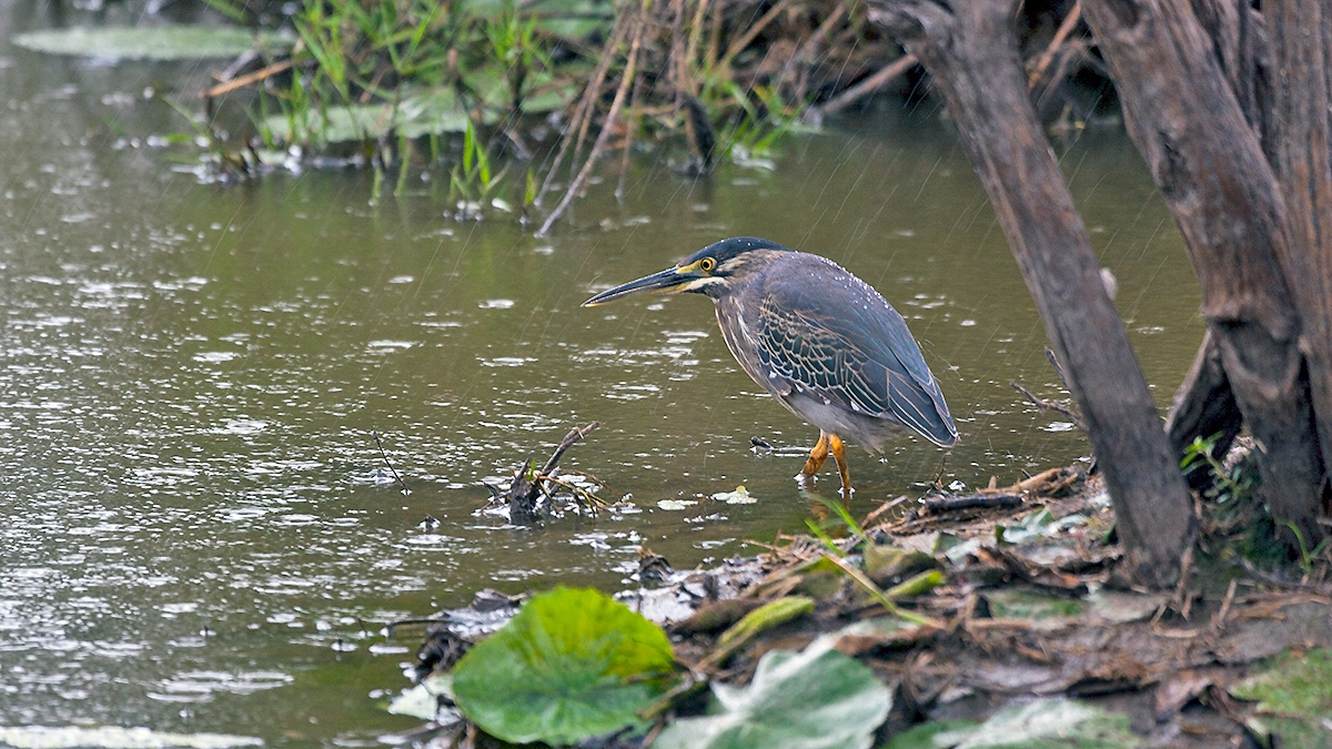 Little Heron [Butorides atricapilla atricapilla]