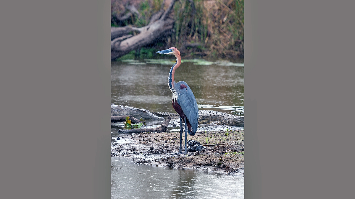 Goliath Heron [Ardea goliath]