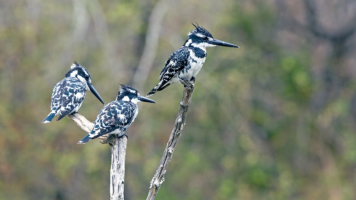 Pied Kingfisher [Ceryle rudis rudis]
