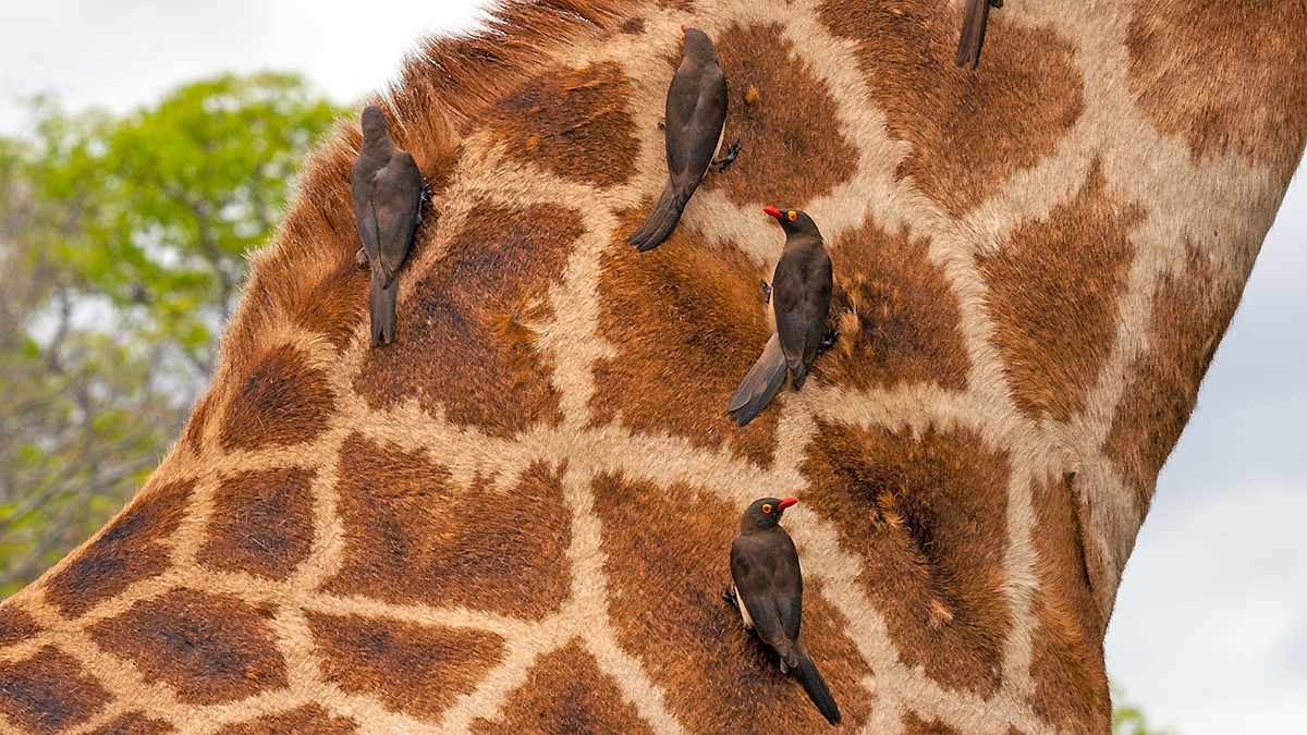 Red-billed Oxpecker [Buphagus erythrorynchus]