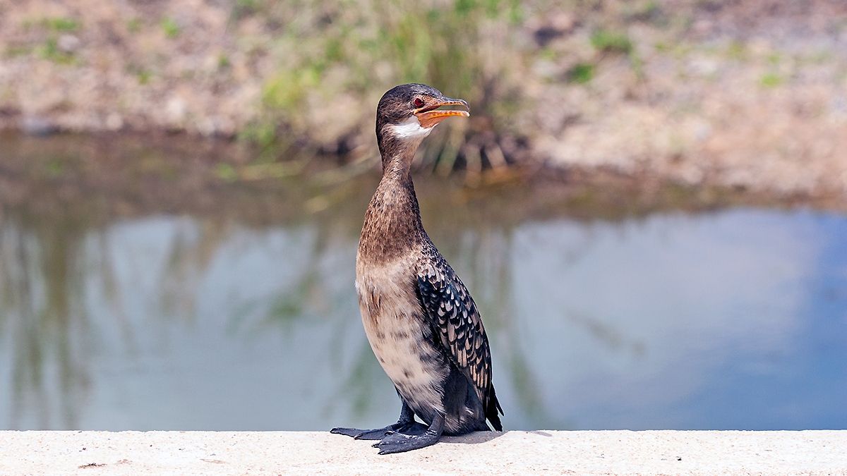 Reed Cormorant [Microcarbo africanus africanus]