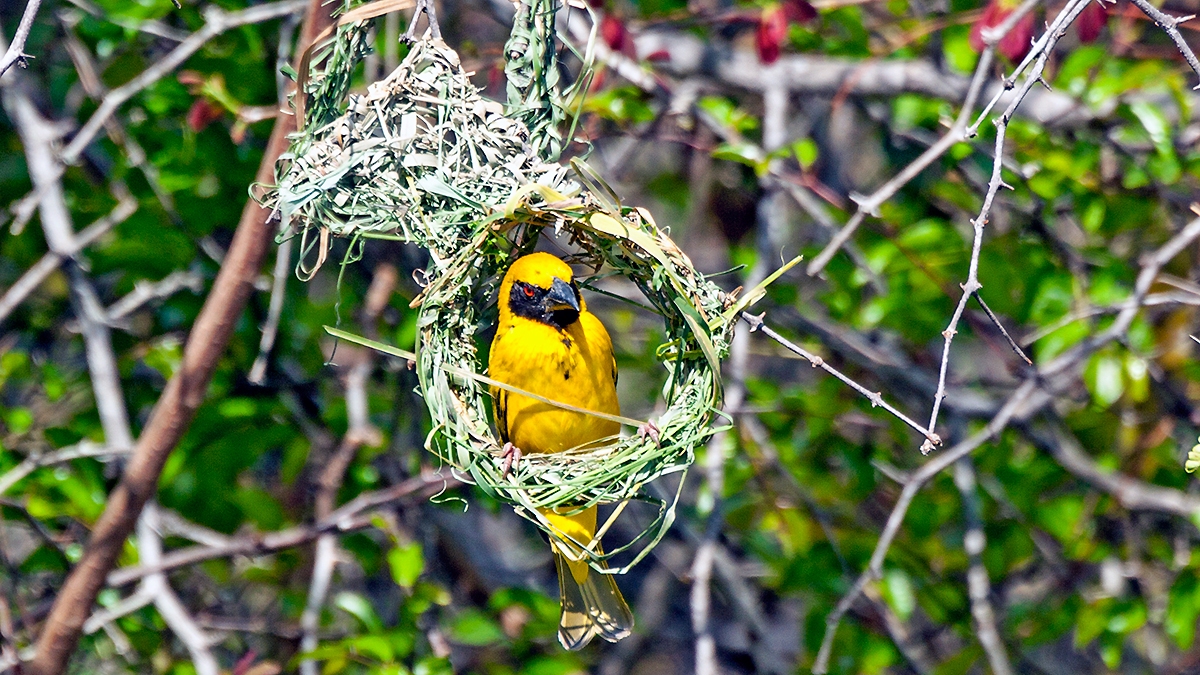 Village Weaver [Ploceus cucullatus spilonotus]