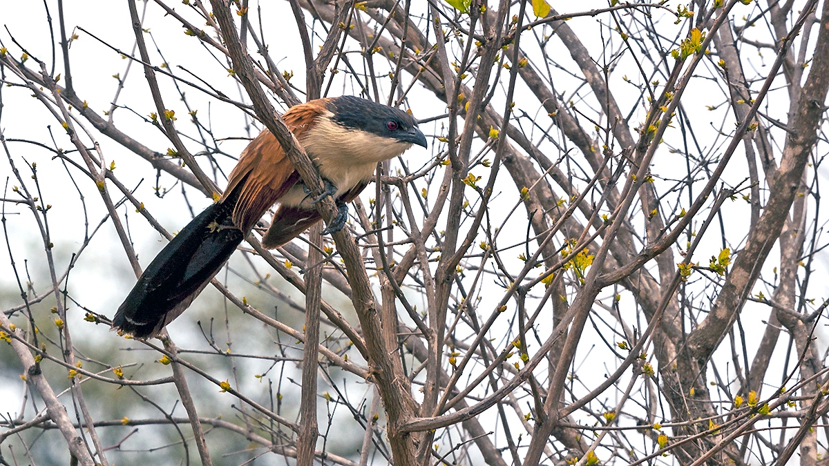 Burchell's Coucal [Centropus burchellii burchellii]