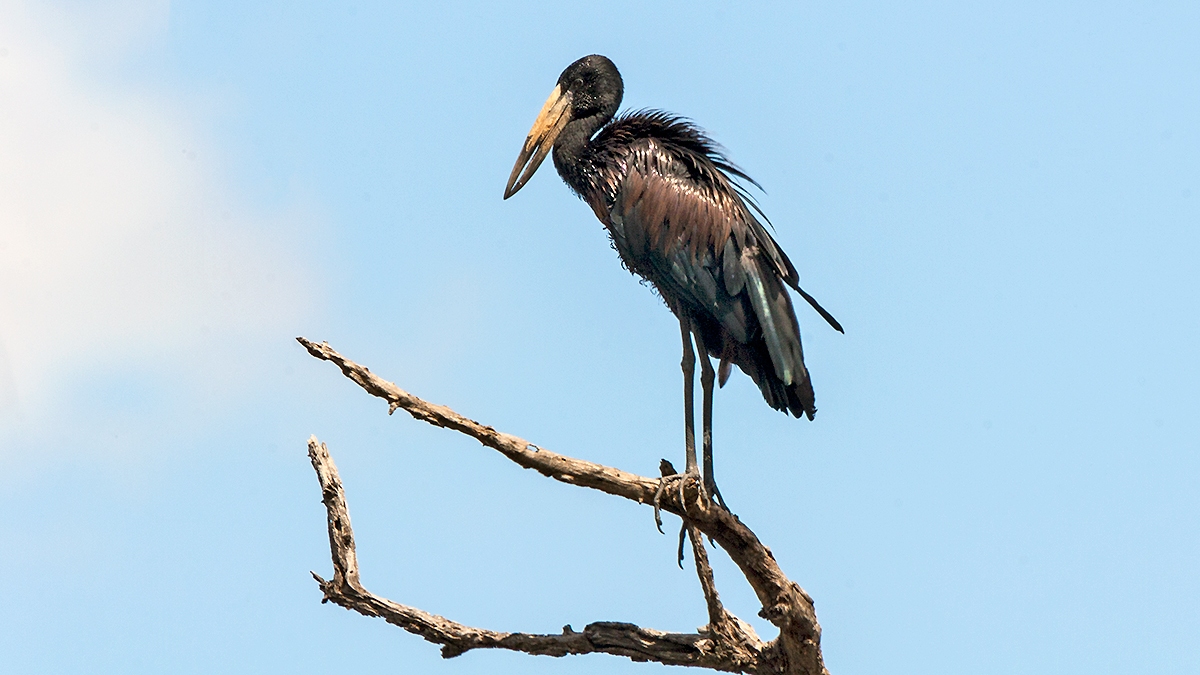African Openbill [Anastomus lamelligerus lamelligerus]